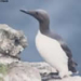 commonguillemot