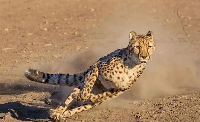 Large cats use their tails for balance at high speeds.