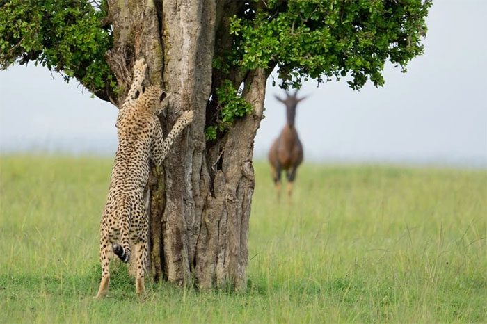 Leopardess stalking prey