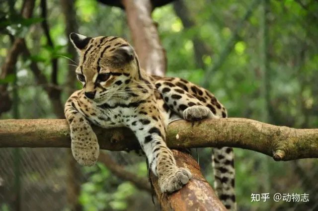 Other feline species, except for cheetahs, are essentially tree-climbing masters.