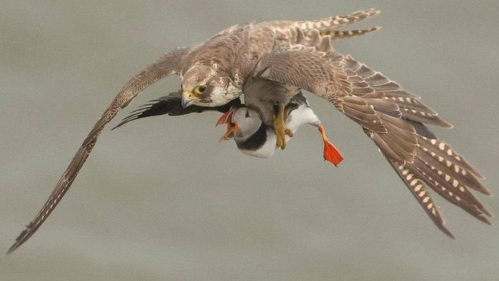 Peregrine falcon catching a short-eared owl in mid-air.