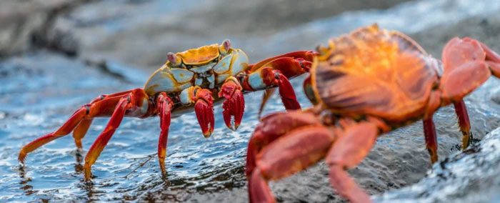 Crabs also exhibit a remarkable diversity in body size.