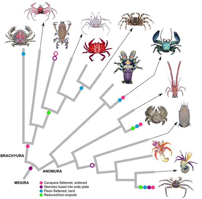 The crab body shape may help animals be more agile