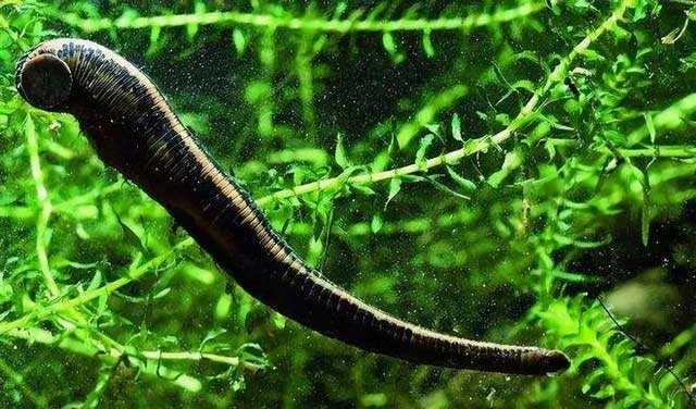 The nasal cavity is an ideal environment for leeches to thrive.