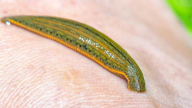 Leeches have incredible medical value.