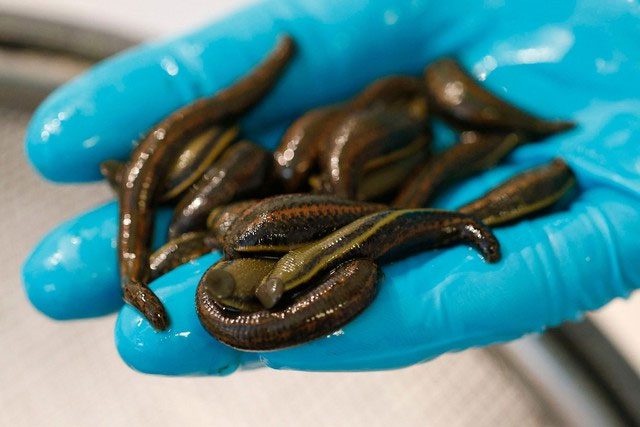 Leeches still pose a health risk if they inadvertently invade the body.