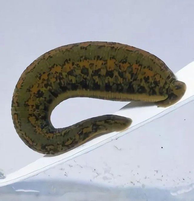 Leeches are blood-sucking parasites.