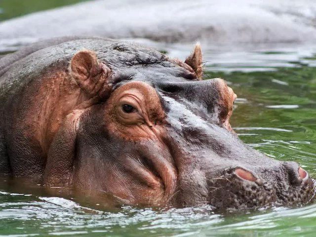 Mali: Hippopotamus