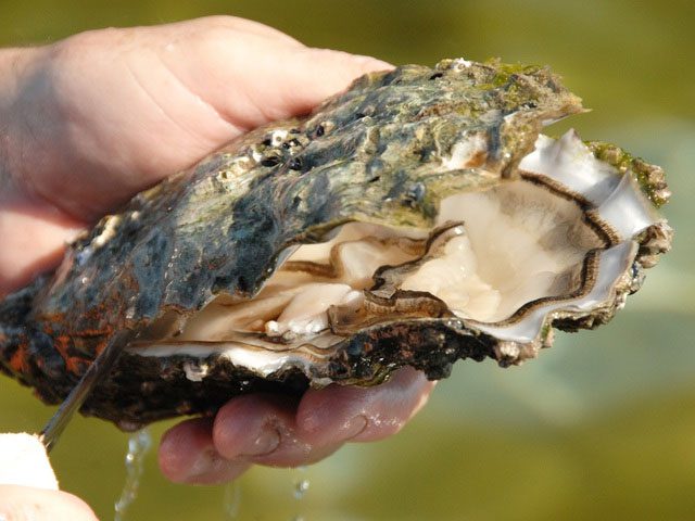 Close-up of a large, creamy oyster from Coffin Bay, Australia.