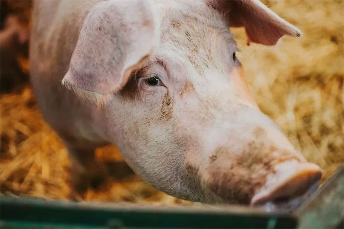 Researchers successfully "revive" the brain of a pig that had been dead for nearly an hour