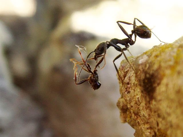 Ants use sponges and paper to soak up liquid food to bring back to their nests.