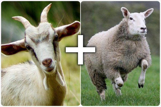 Sheep-Goat Hybrid