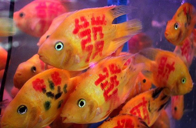 Blood Parrot Cichlid