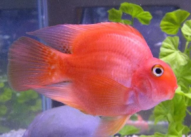 Blood Parrot Cichlid