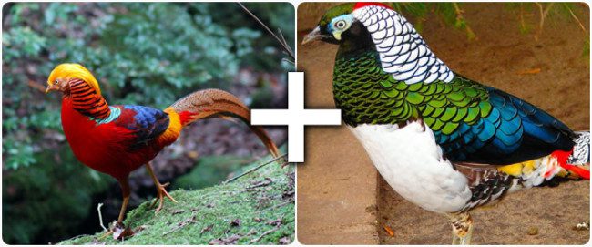 What if we hybridize a Golden Pheasant (left) with a Lady Amherst's Pheasant (right)?