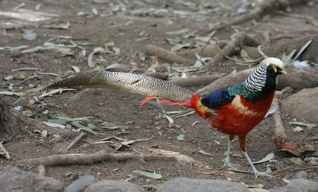 Pheasant Hybrid