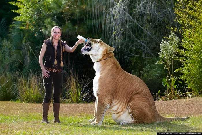 Liger (male lion and female tiger)