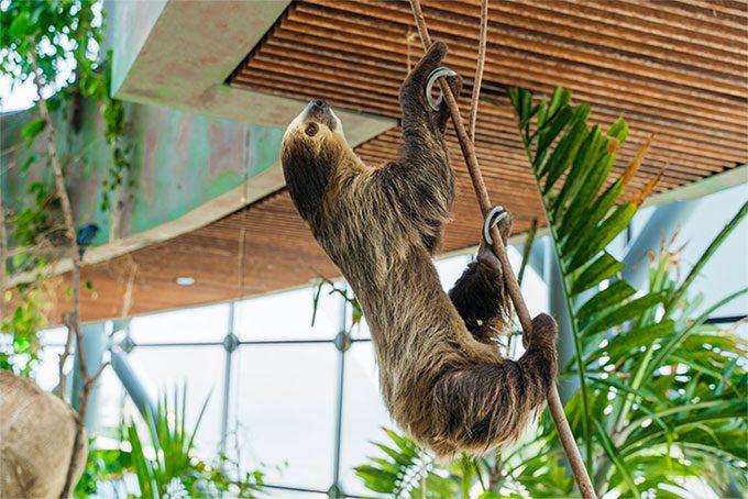 About 60% of sloth deaths from predation occur while they are defecating.