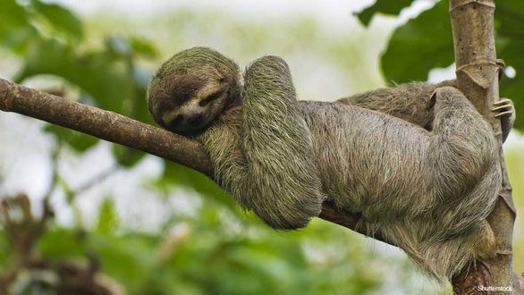 Most of a sloth's time is spent in trees.