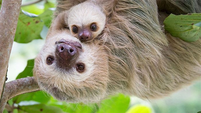 Sloths' defecation serves a dual purpose.