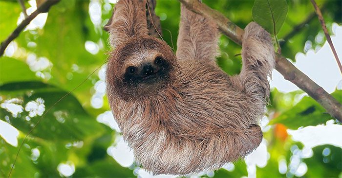 Sloths use about 90% less energy than typical mammals.