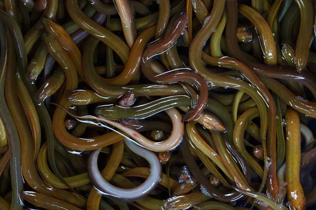 For snakes, hunting eels is undoubtedly a challenging task