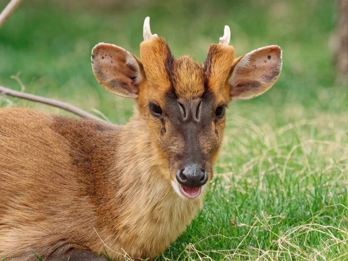 Chinese Muntjac