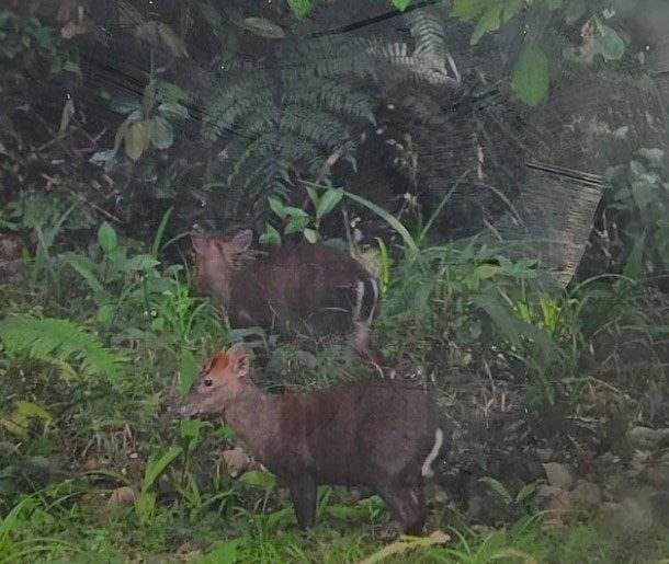 In March of this year, two Truong Son Muntjacs were spotted by foreign tourists.