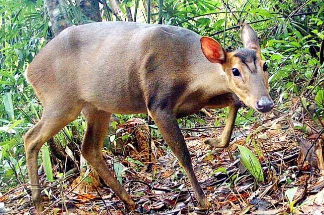 Truong Son Muntjac is a species of ungulate belonging to the Cervidae family.