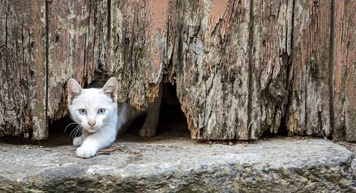 A small gap under a fence is no challenge for a kitten.