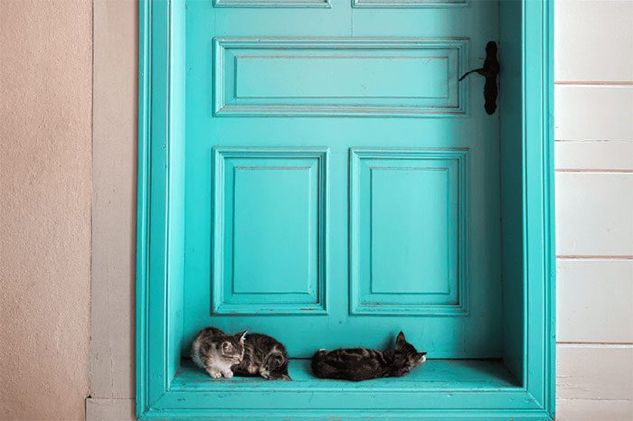 You need to get your cat used to closed doors from a young age.