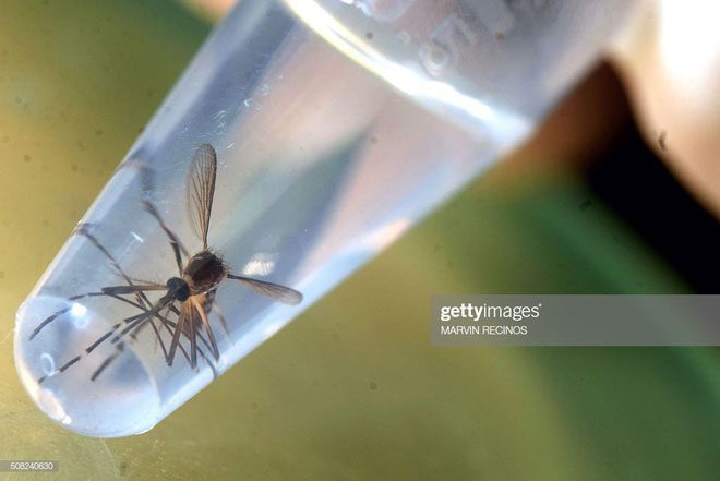 Iceland has only 1 mosquito, which is preserved in alcohol and displayed in a museum