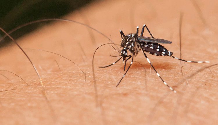 Mosquitoes are responsible for transmitting many dangerous diseases to humans.