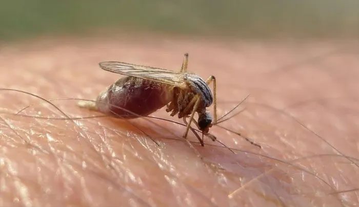 Mosquito helps Finnish police identify a suspect.