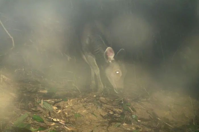 Sambar Deer