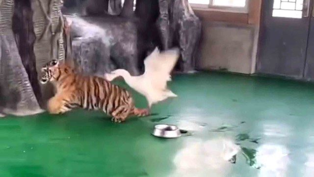 Goose attacking tiger