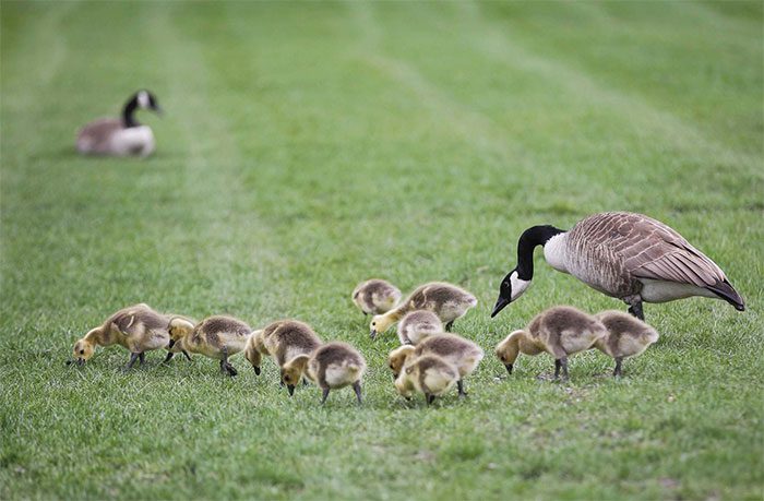 Farmers are relieved from weeding, and goose droppings enrich the soil for plant growth.