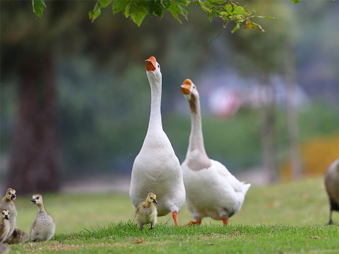 The protective behavior of geese towards their partners and young remains unchanged from their wild ancestors.