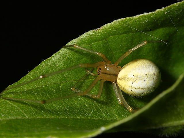 Theridiidae spiders.