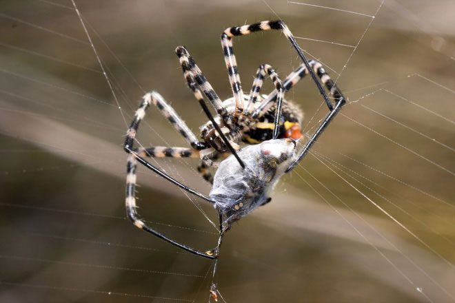 Fortunately, very few spider species have venom strong enough to affect human health.