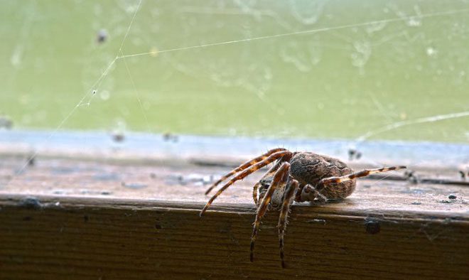 Spiders help us eliminate pests, and they may even eat other spiders.