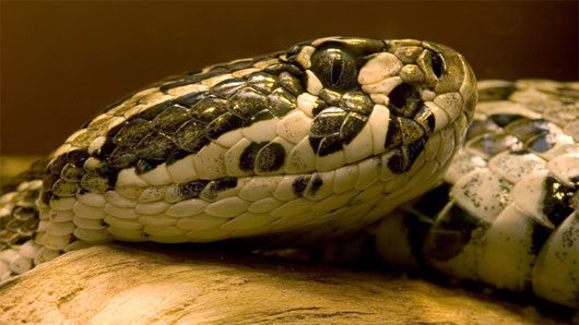 Some snakes not only cannibalize each other but also eat their own offspring