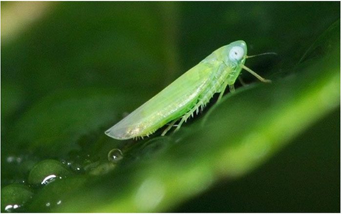 These tea plants become a rare tea after being bitten by green leafhoppers.