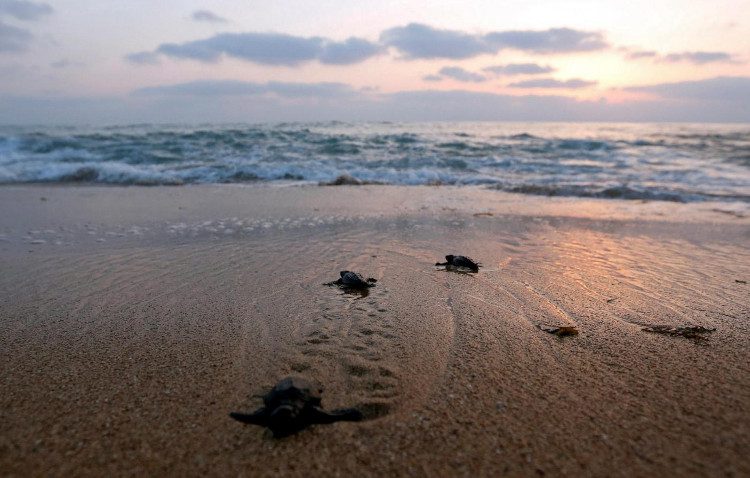 In Ontario, where winter lasts a long time, many turtle species hibernate for more than half of their lives.