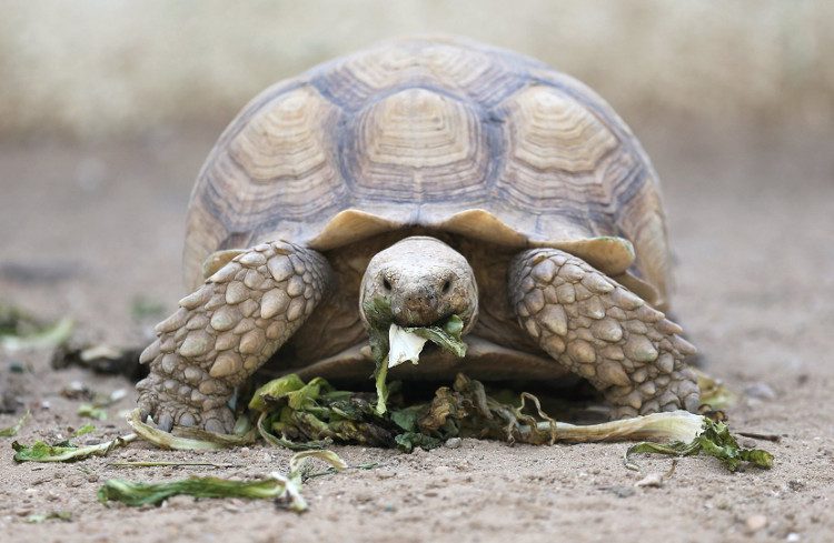 The body temperature of turtles changes according to the external environment.