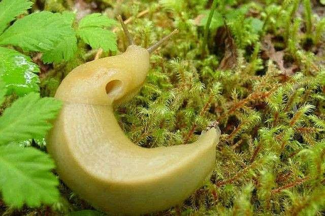 Banana Slug