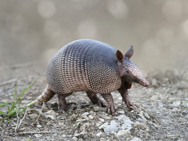 The primary function of scales in both armadillos and pangolins is to protect their bodies