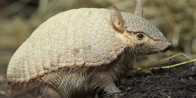 The resilience of armadillo scales has inspired many fields of research.