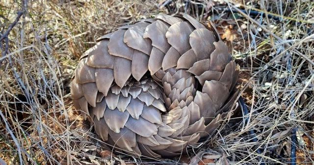 A pangolin curling up in a defensive posture.