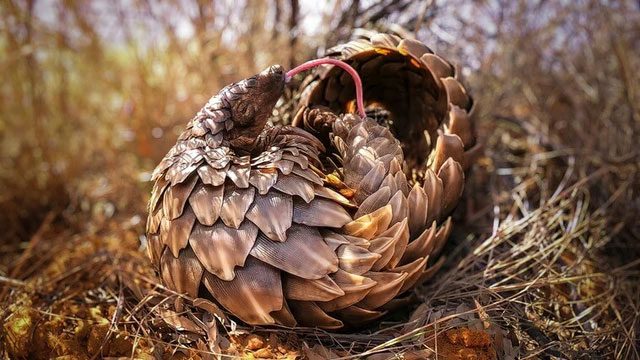 A pangolin yawning at the Khamab Kalahari Reserve, South Africa.